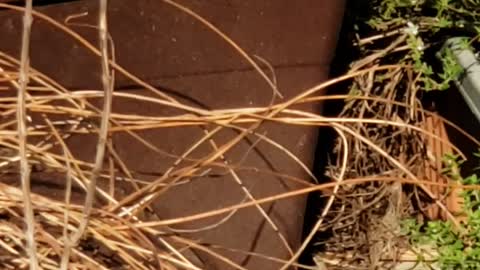 Bluebird & House Wren wrestle over Nest Box