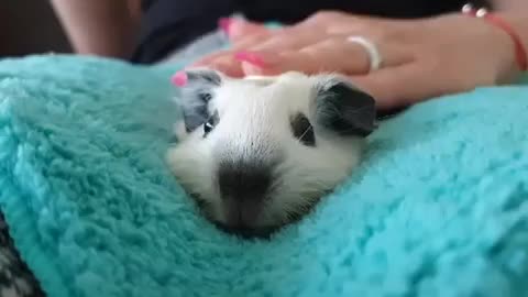 Cute little Guinea pig