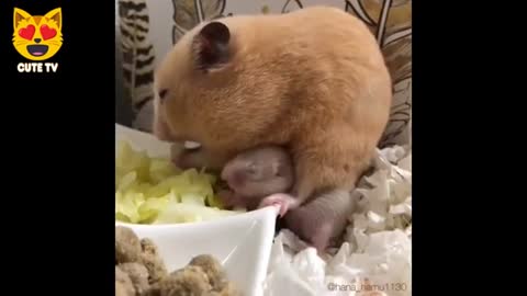 Funny hamster 🐹 videos