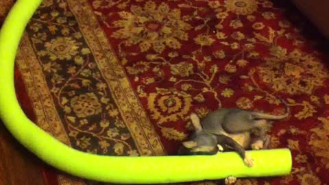 Must See! Sphynx kitten playing with a noodle!