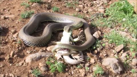 Cobra Snake tries to hunt Monitor Lizard