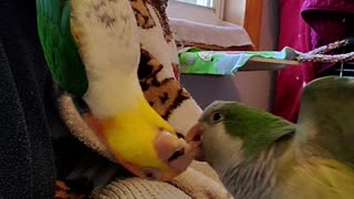 Parrot battles his friend while hanging upside down