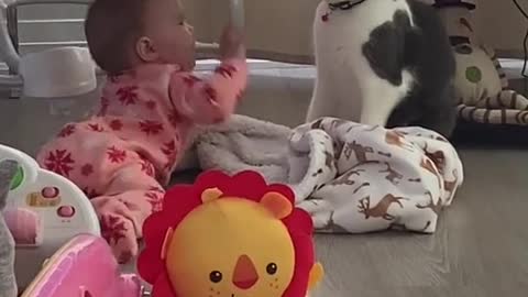 Cat and baby video
