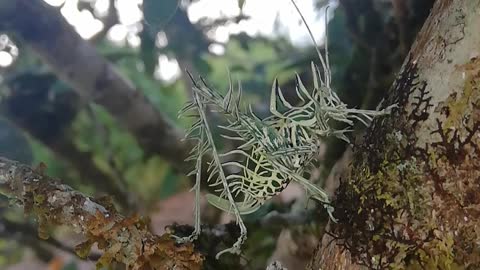 Lichen Grasshopper Climbs Tree Limb
