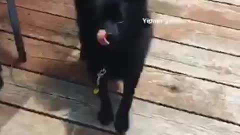 Black dog gets really close and personally with camera