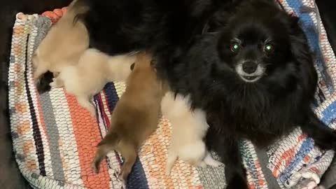 Pomeranian puppies and their mommy