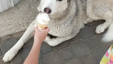 Ice Cream Cone For Husky's 1st Birthday
