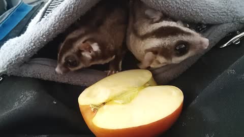 Syd and lola feasting on fresh fruit