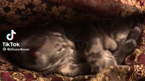 Cat dreaming under blanket