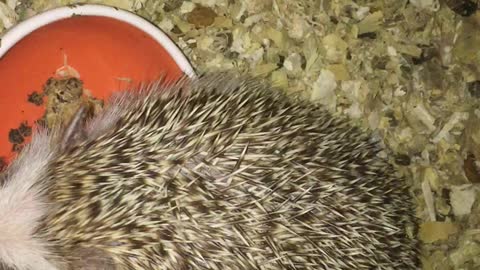 playing with hedgehog