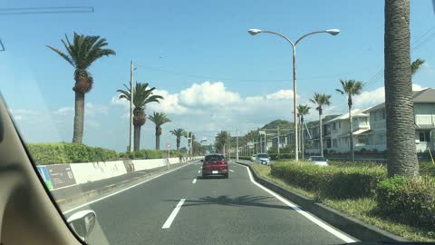 Yokosuka palm tree road