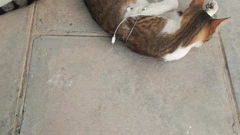 My pretty cat took earphone today