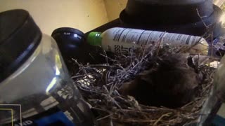 BABY BIRD POOING IN NEST CAUGHT ON CAMERA
