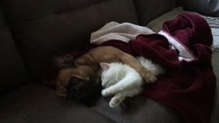 Puppy and kitten are already best friends