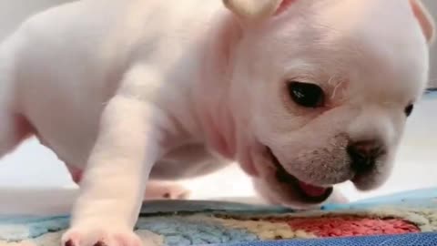 Baby Frenchie Pup Is Too Adorable To Handle