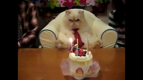 Happy Birthday Funny Cute Cat Funny Video