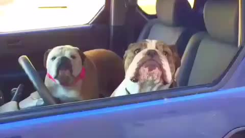 These Bulldog Siblings Are Guaranteed To Make You Smile!