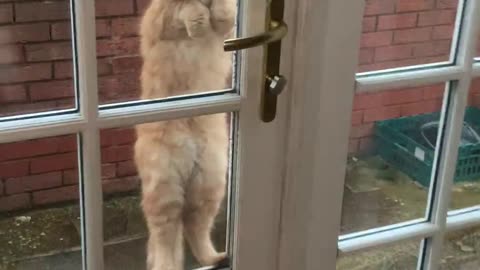 Kitty Clings to Doorknob To Be Let In