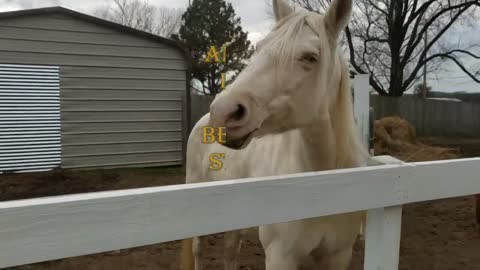 Saved from Slaughter: Anastasia & Mazi at Swingin' D Horse Rescue