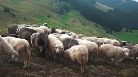 Sheeps on a pasture in mountains. Farm animals on pasture. Eological farming concept