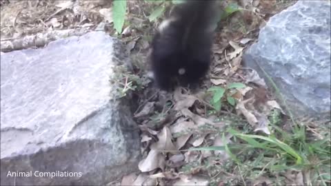 Baby Skunks Trying to Spray (cute)