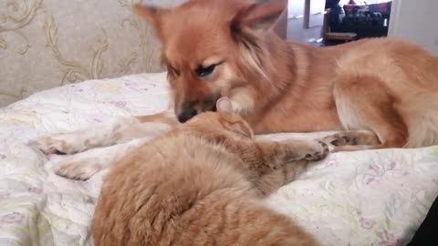 Funny love (cat and dog)