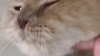 "Oh yes'' This Persian cat seems love getting massage from owner.