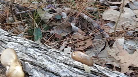 Fungi on pine log