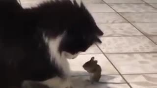 Little mouse defends itself from huge cat
