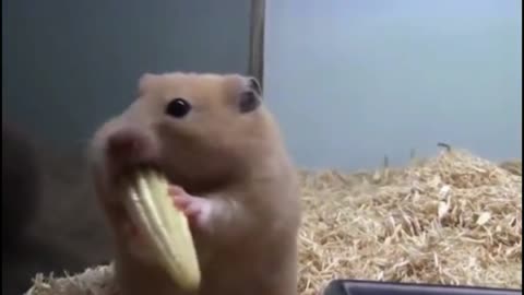 The hamster stuffed the whole corn into his mouth