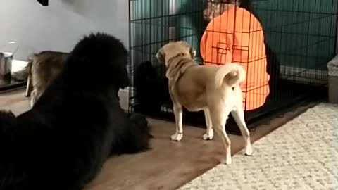 Feeding the puppy