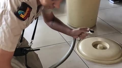 nsanely' brave moment snake catcher removes deadly black mamba from home 🐍
