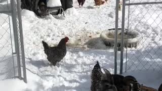 Ducks and chickens enjoying the snow ❄️