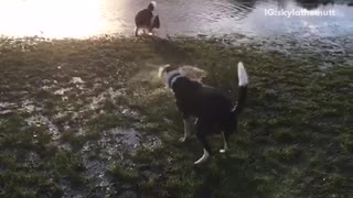 Black dog shaking off water in slow motion