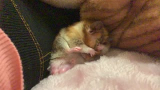 Adorable Hamster In Slow Motion