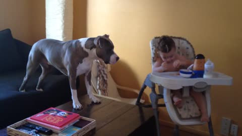 Baby shares food with Pit Bull