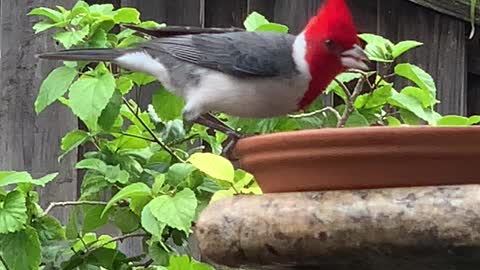 Female Red Crested Cardinal getting more relaxed near us