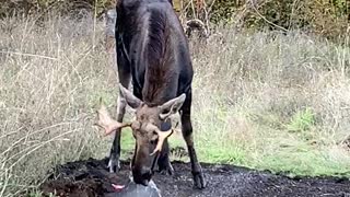 Watering the Wildlife