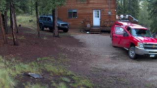 Bear Takes Dessert From Truck