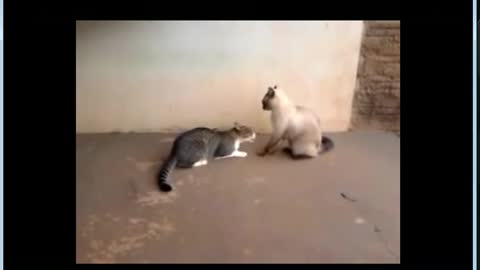 cat fight 01