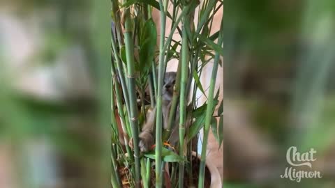 This cat is playing with bamboo!