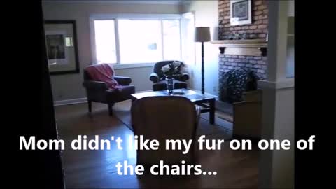 A Cat Dealing With Cat Fur
