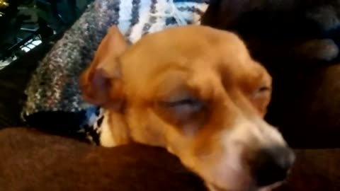 Chiweenie sleeping on her Mom.