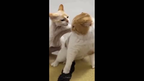 Funny cats and monkey
