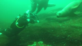 Diving with Stellar Sea-Lions