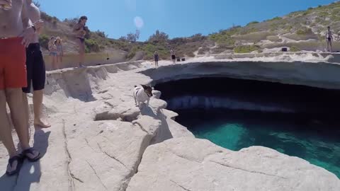 Dog Titty Loves Jump and Swim