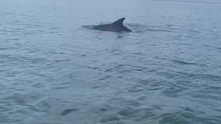 Delfines en Cholón