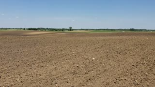 Planting Certified Organic Black Beans