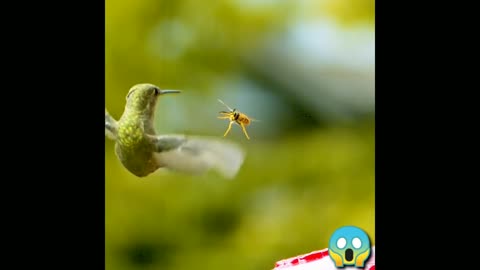 Hummingbird vs Wasp super slowmotion_ 4k
