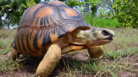 Interesting facts about the rare radiated tortoise